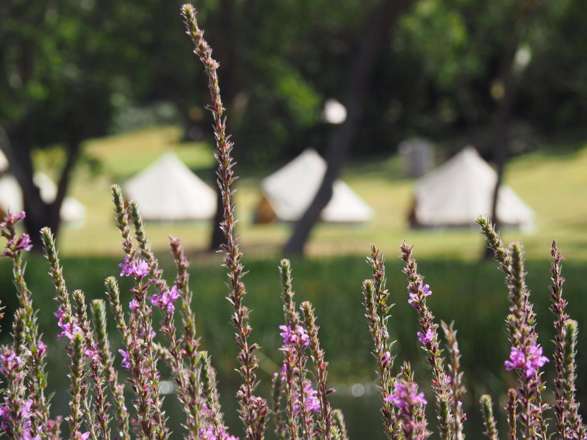 Iluka Retreat Glamping Village Red Hill South Εξωτερικό φωτογραφία